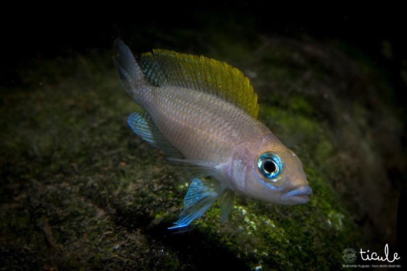 Neolamprologus caudopunctatus 'Kapampa'